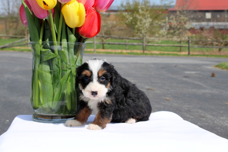 puppy, for, sale, Mini Bernedoodle F2, Matthew B. Stoltzfus, dog, breeder, Gap, PA, dog-breeder, puppy-for-sale, forsale, nearby, find, puppyfind, locator, puppylocator, aca